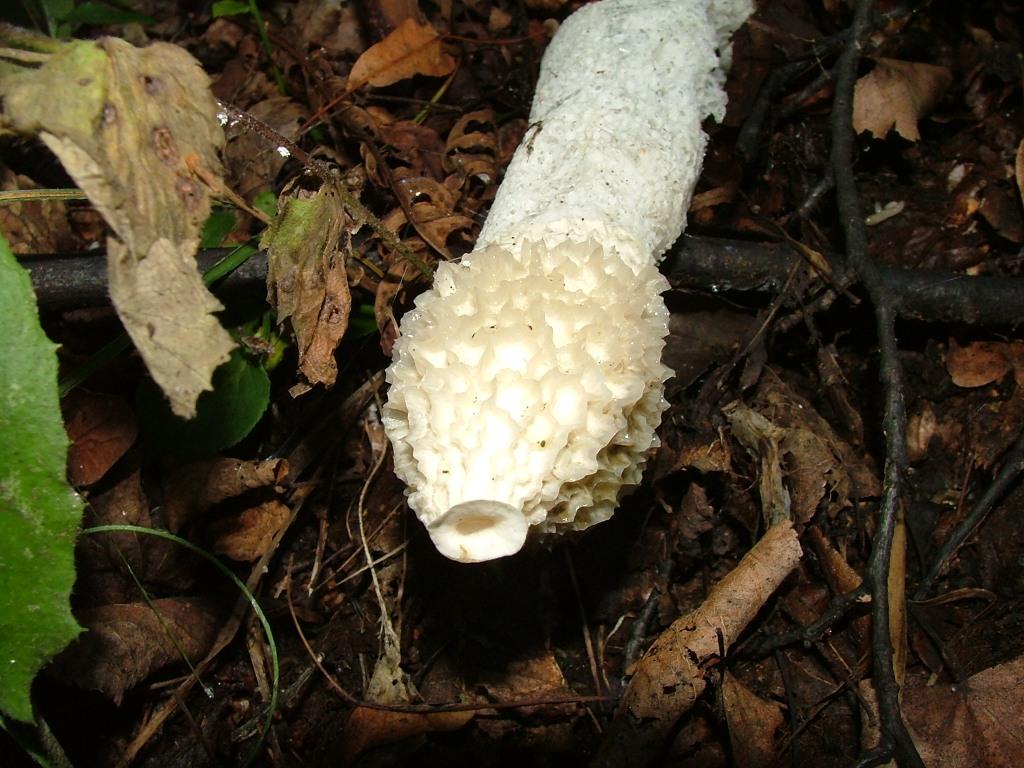 Che ovuli sono? (cfr. Phallus impudicus)